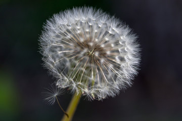Wind-blown dandelion seeds