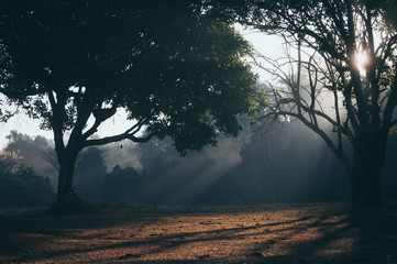 Obraz na płótnie Canvas morning scene at Khao Yai national park, Thailand