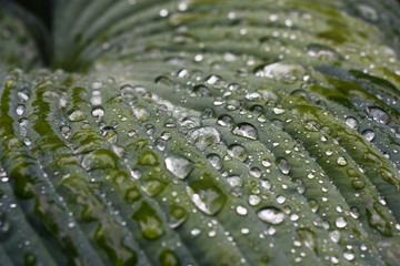 Fragment of a large multi-color leaf hosts in water drops after a rain.