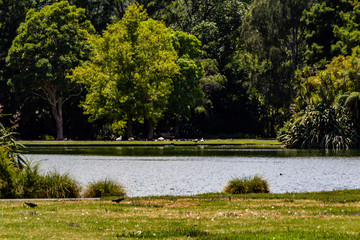 Views while strolling around Western Springs Duck Pond, Auckland, New Zealand
