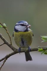 Obraz premium blue tit on willow branch