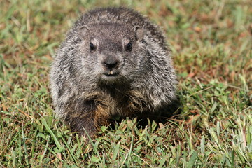 Wild Groundhog seen on a sunny day in Wheeling, West Virginia