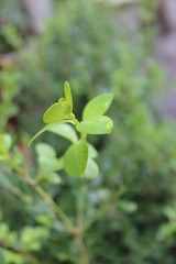 hojas pequeñas con gota