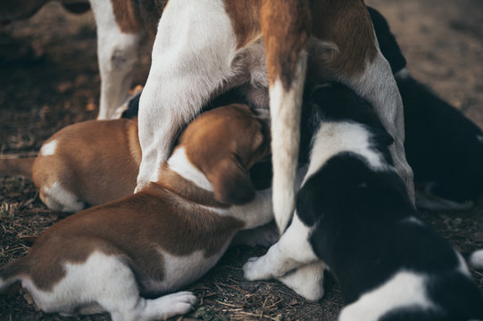 The mother dog is feeding the puppy, begle puppy dogs