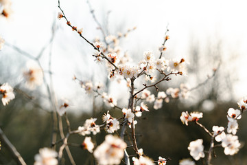 many beautiful, delicate, white flowers of a blooming apricot on a branch, in early spring against a blue sky on a Sunny day