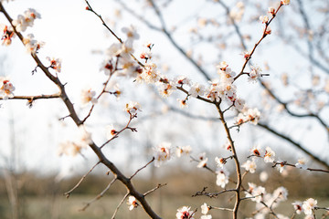 many beautiful, delicate, white flowers of a blooming apricot on a branch, in early spring against a blue sky on a Sunny day