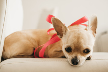 Closeup portrait of small funny beige mini chihuahua dog, puppy girl with pink ribbon, white background