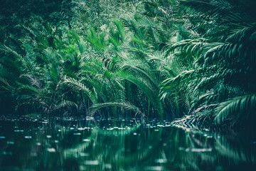 natural green filter, tropical forest with lake - obrazy, fototapety, plakaty