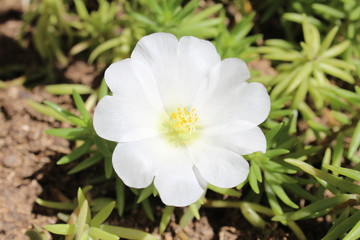 flor abierta blanca con centro amarillo