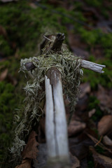 Dry branch in moss, blurred background