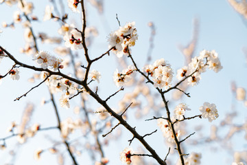 many beautiful, delicate, white flowers of a blooming apricot on a branch, in early spring against a blue sky on a Sunny day
