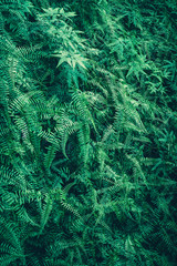 tropical forest natural background, nature scene in green tone style