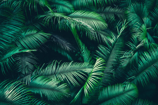 tropical forest natural background, nature scene in green tone style, concept of relax and freedom lifestyle using for spa and travel © chokniti