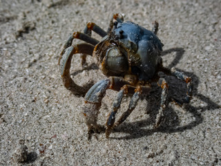 Macro shot of a blue soldier crab (Mictyris longicarpus) burying itself into the sand using a cork screw motion. 
