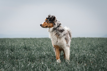 Beautiful young Australian Shepherd standing on a green field looking to the left