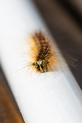 Macro d'une chenille