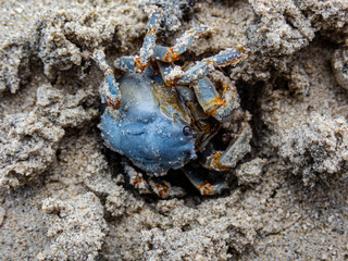Macro shot of a blue soldier crab (Mictyris longicarpus) burying itself into the sand using a cork screw motion. 