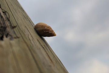 caracol en poste derecho