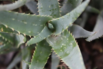 aloe naciendo