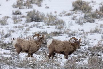 Bighorn Sheep in Wyoming During a Winter Snow