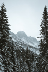 Snow covered mountain in the center of a frame surrounded by fir trees