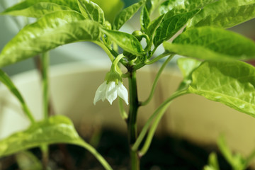 Sweet pepper seedlings, seedling paprika