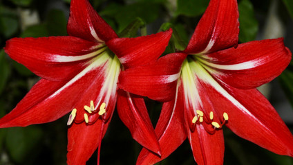 red hibiscus flower