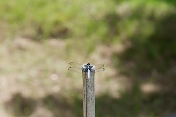 Dragonfly on a bamboo post 