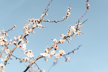 many beautiful, delicate, white flowers of a blooming apricot on a branch, in early spring against a blue sky on a Sunny day