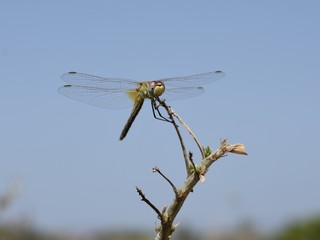 Libélula posando en una rama.