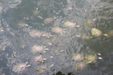 tortugas en agua