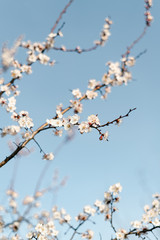 many beautiful, delicate, white flowers of a blooming apricot on a branch, in early spring against a blue sky on a Sunny day