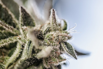Close Up Macro of Marijuana Cannabis Plant Full of Trichomes Girl Scout Cookie Extreme