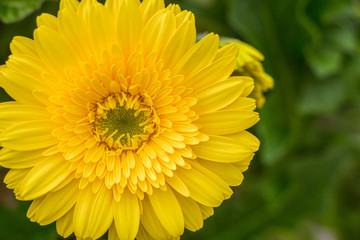 Closeup green hearted Yellow Gerbera daisy flower in green natural surroundings of a Dutch glass house