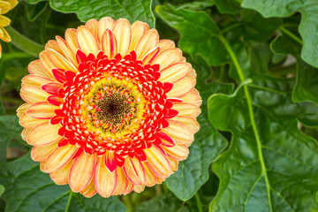 Closeup brown hearted coloful orange yellow Gerbera daisy flower in green natural surroundings of a Dutch glass house