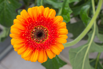 Closeup brown hearted coloful orange Gerbera daisy flower in green natural surroundings of a Dutch glass house