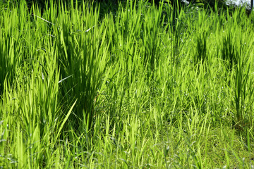 Green grass in the sun