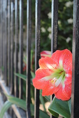 Flor en reja