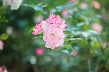 Beautiful pink roses flower in the garden