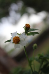Peque&ntilde;as flores blancas