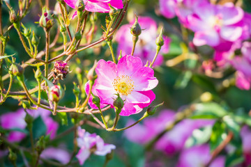 Beautiful pink roses flower in the garden
