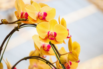 Beautiful Phalaenopsis Orchid flower blooming in garden floral background
