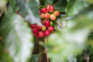 Fresh coffee beans on tree branches