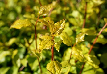 Wild rose branch with leaves in early spring in the blurred background