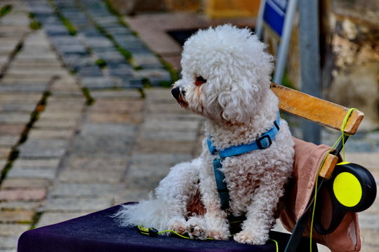 Tiere, #0277
