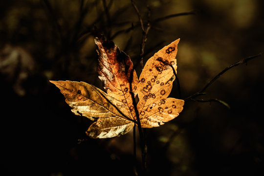 Herbstliches Blatt in den Farben Gelb und Orange mit braunen Felcken im Hintergrund blattlose &Auml;ste