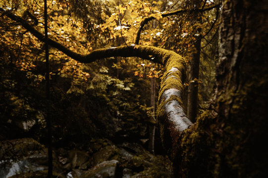 Ast mit Moos besetzt in einem herbstlichen Wald 