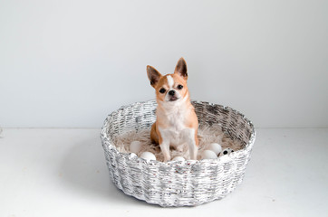 Dog chihuahua with many white eggs in a knitted basket