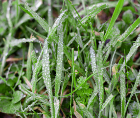 Drops of water found on green grass.