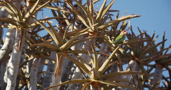 Amazing little parrot is flying off a quiver tree branch, Quiver Tree Forest, 4k